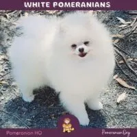 White Pomeranian