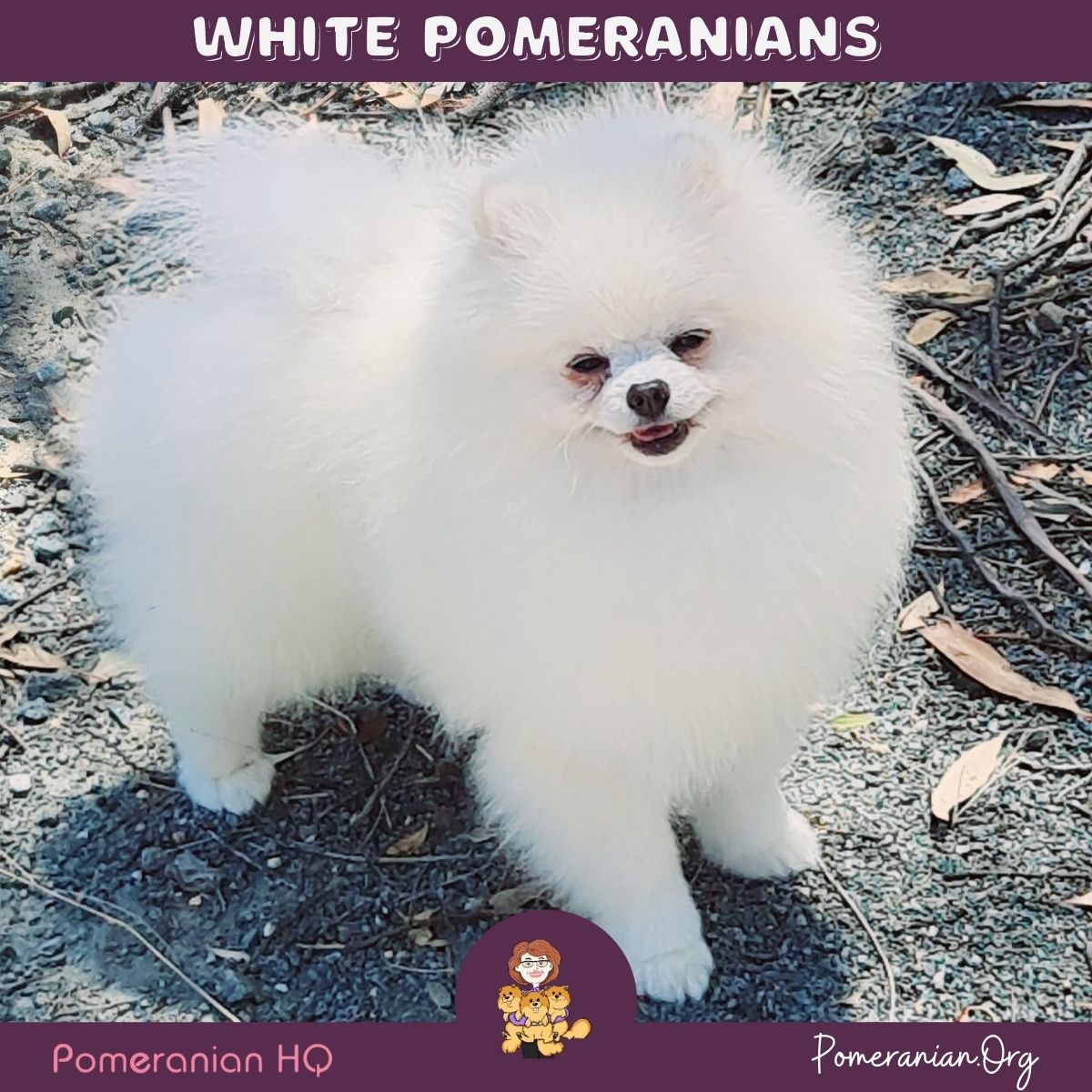 toy pom white colour