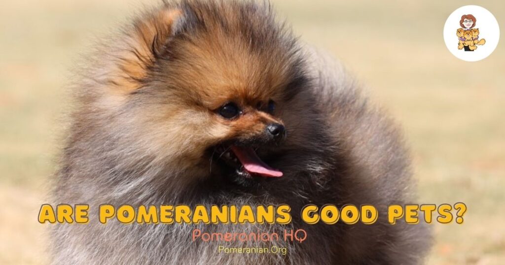 are teacup pomeranians good pets