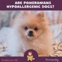 Are Pomeranians Hypoallergenic
