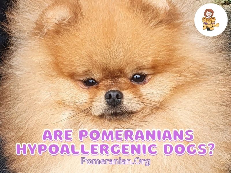 Are Pomeranians Hypoallergenic Dogs?