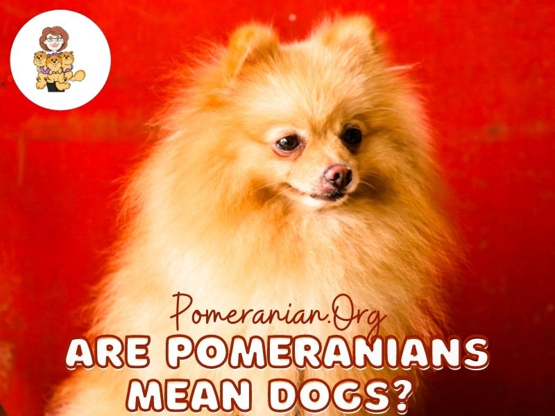 Are Pomeranians Mean Dogs?