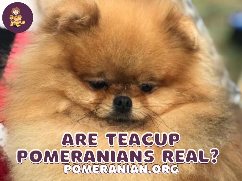 pomeranian white teacup