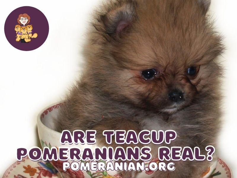 miniature pomeranian brown