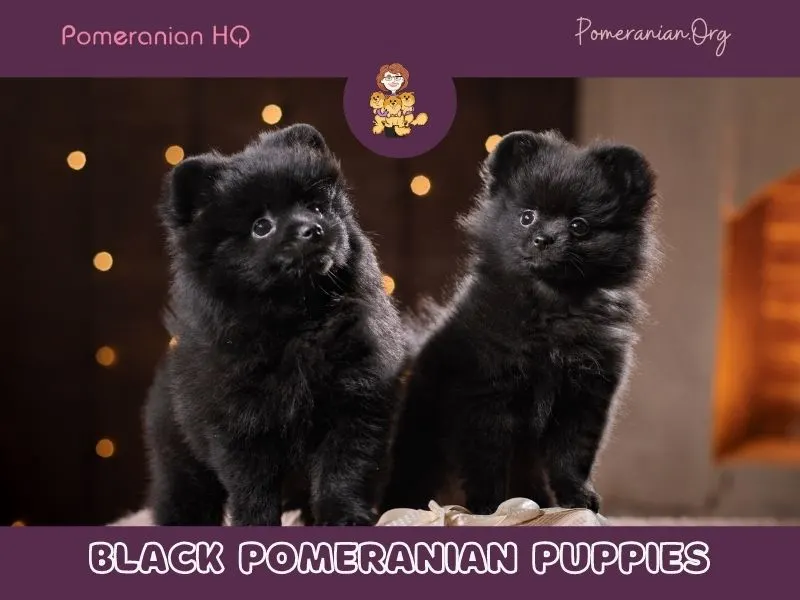 Black pomeranian puppies