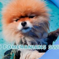 Can Pomeranians Swim