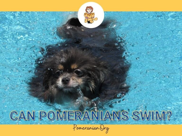Can Pomeranians Swim? Learn the Facts