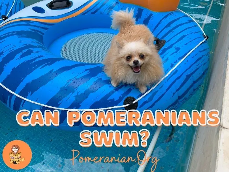 Can Pomeranians Swim