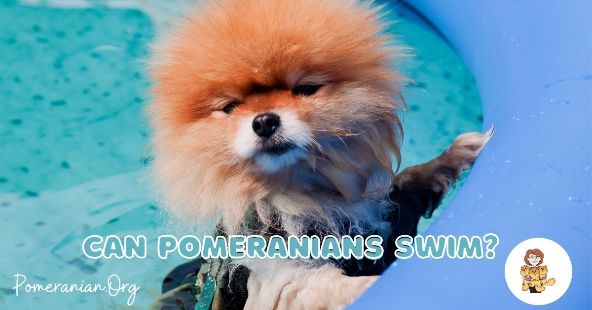 Pomeranian life hot sale jacket