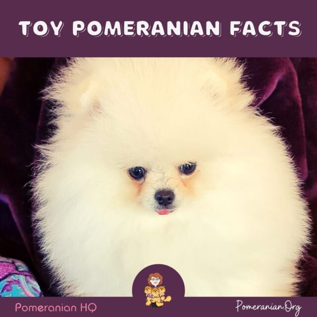 Toy Pomeranian Dog Breed Facts and Information