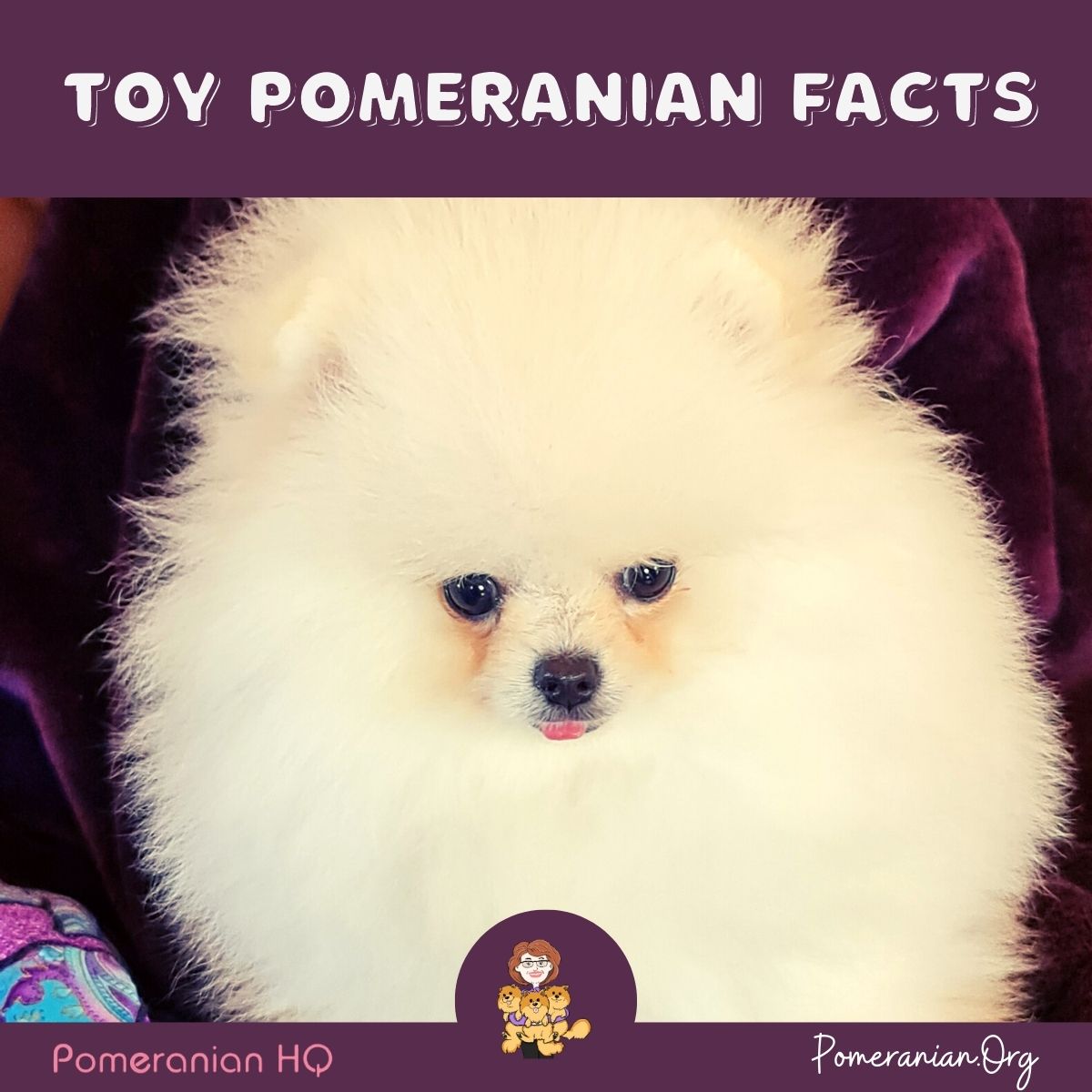 Cream Toy Pomeranian Puppy