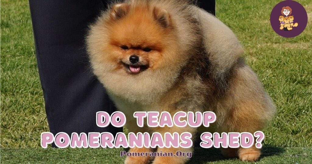 Do Teacup Pomeranians Shed?