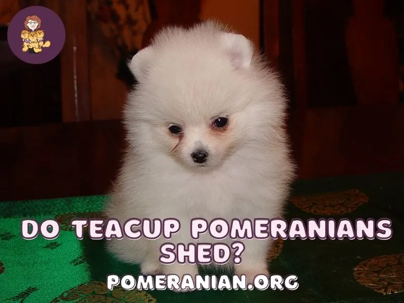 Do Teacup Pomeranians Shed?
