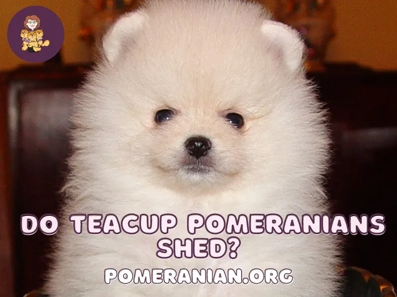 Do Teacup Pomeranians Shed?
