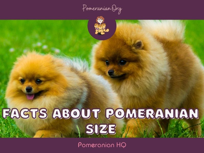 Facts About Pomeranian Size: How Big Do Pomeranians Get?