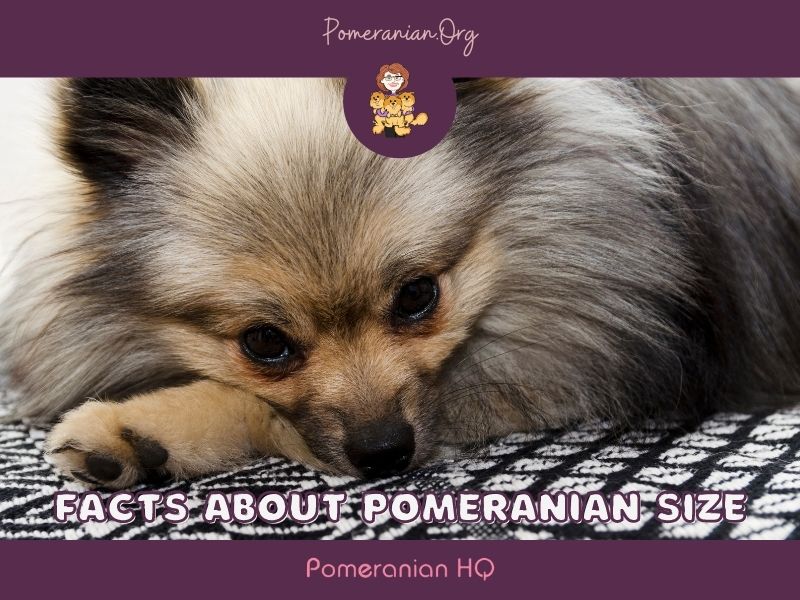 Facts About Pomeranian Size: How Big Do Pomeranians Get?