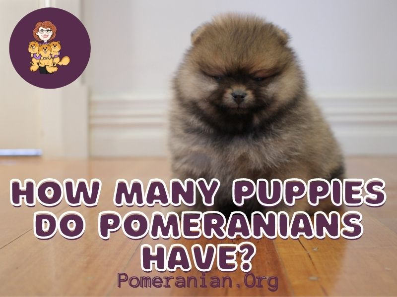 câți pui poate avea un Pomeranian?