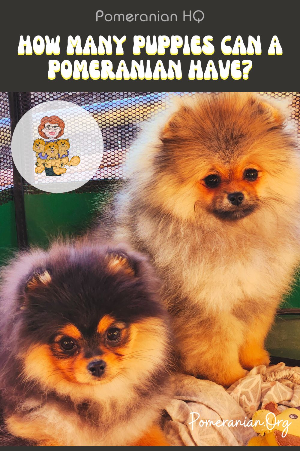 How Many Puppies Can a Pomeranian Have?