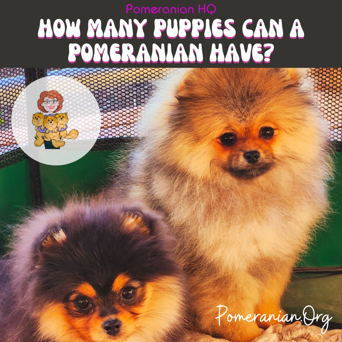How Many Puppies Can a Pomeranian Have?