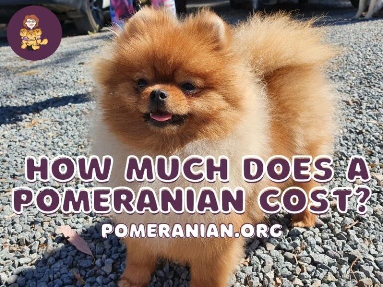 Pomeranian Price Details How Much Does a Pomeranian Cost?