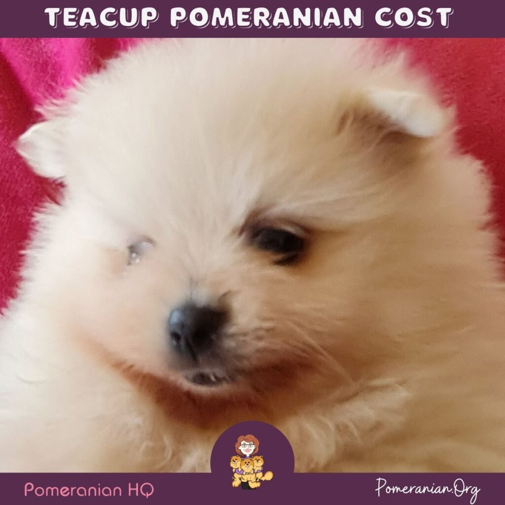 What is the Price of Teacup Pomeranian Puppies? Teacup Pomeranian Cost