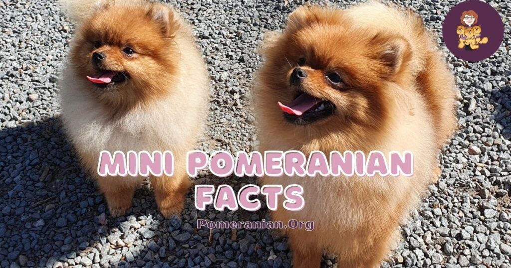 Mini sales pomeranian adult