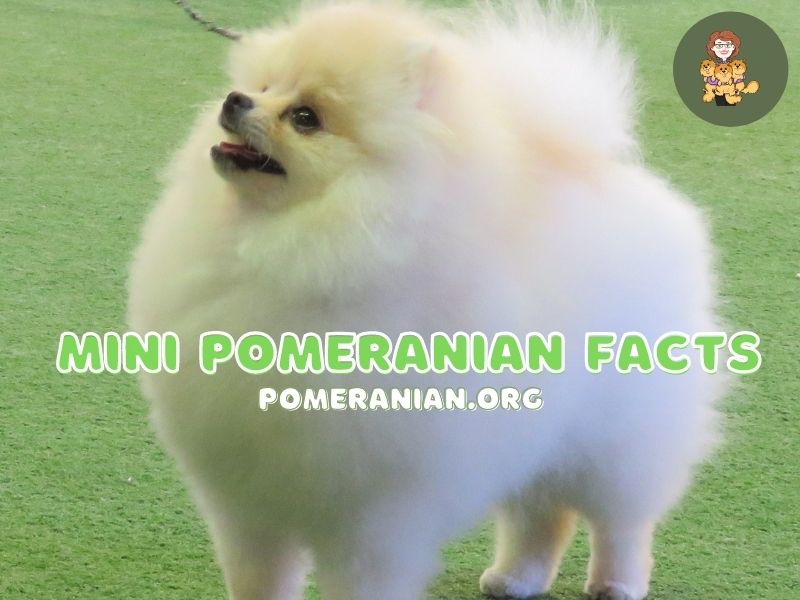 Mini Pomeranian Facts