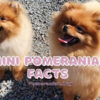 Mini Pomeranian Facts