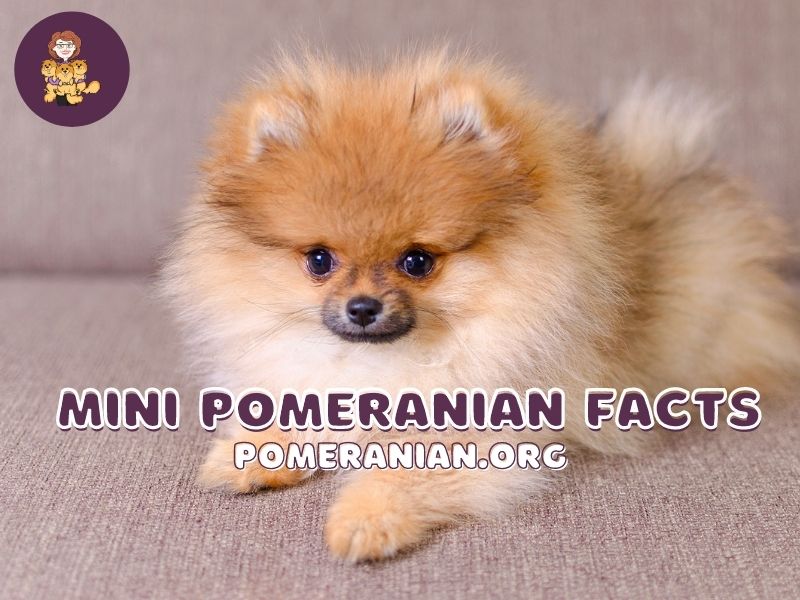 Mini pom pom store dog