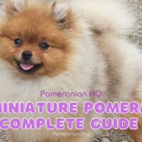 The Miniature Pomeranian Complete Guide