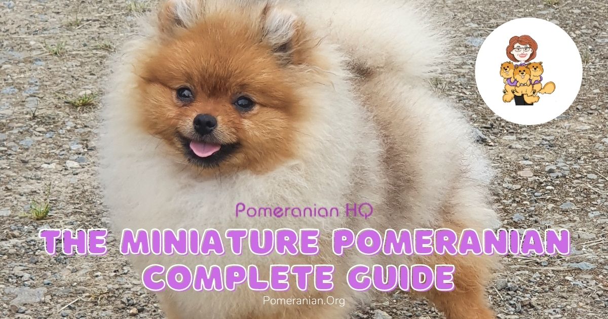The Complete Guide to the Miniature Pomeranian