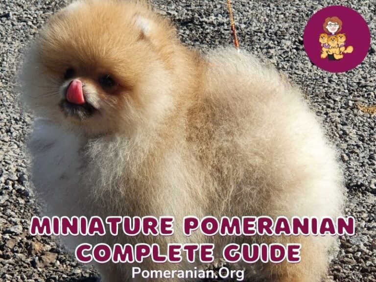 The Complete Guide to the Miniature Pomeranian