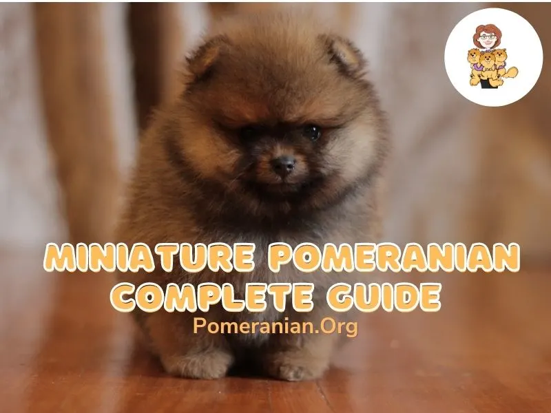 brown mini pomeranian