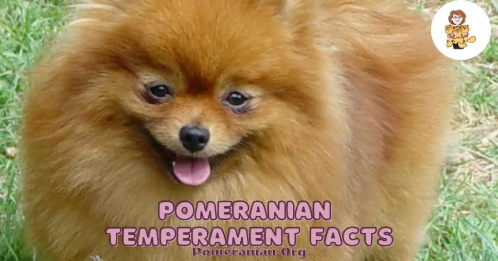Pomeranian Temperament Facts