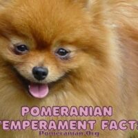 Pomeranian Temperament Facts
