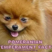 Pomeranian Temperament Facts
