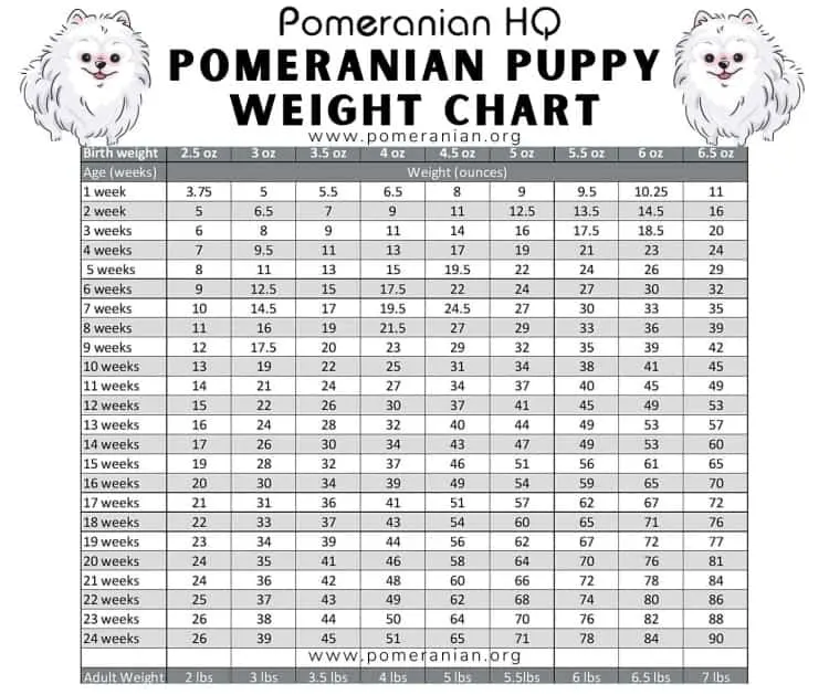 Pomeranian Growth Chart
