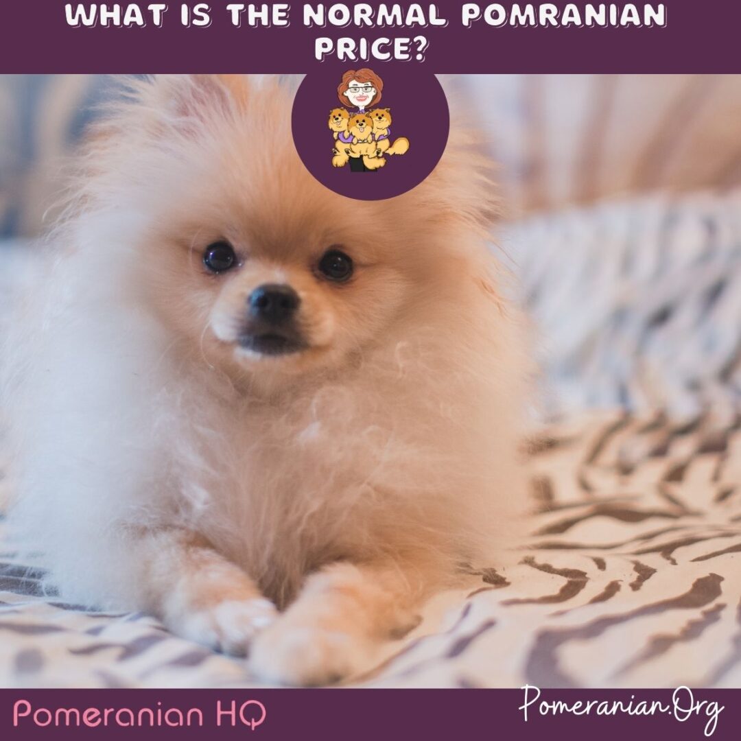 Pomeranian Price Details How Much Does a Pomeranian Cost?