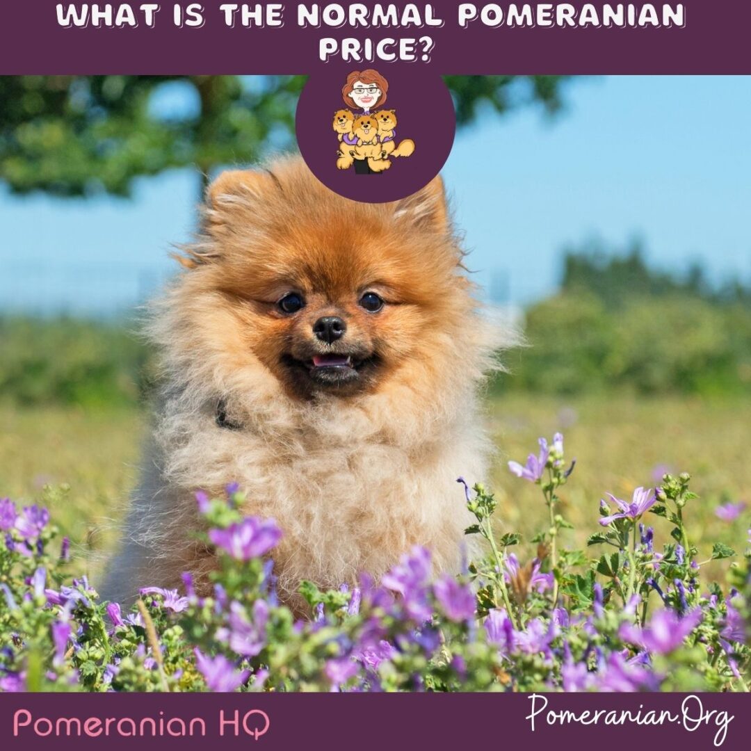 Pomeranian Price Details How Much Does a Pomeranian Cost?