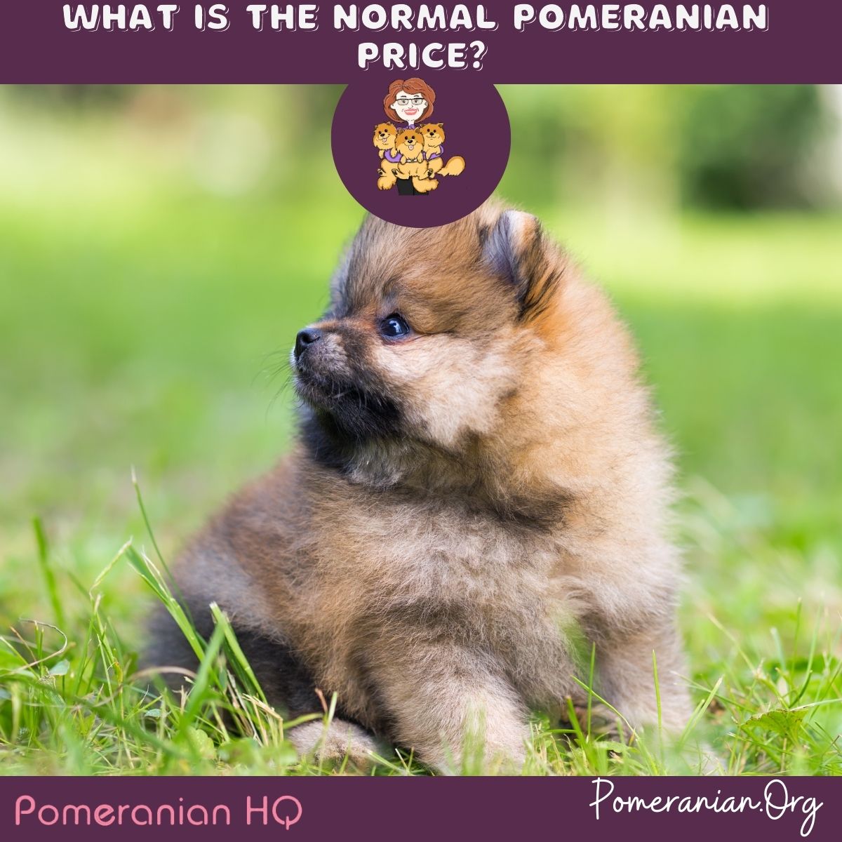 Pomeranian puppies cost