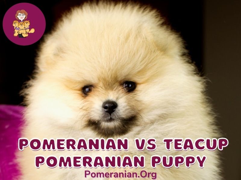 Pomeranian vs Teacup Pomeranian Puppy