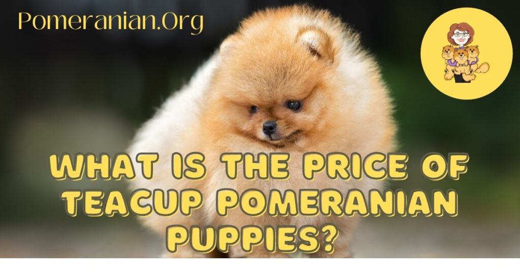 What is the Price of Teacup Pomeranian Puppies?