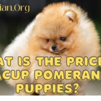 What is the Price of Teacup Pomeranian Puppies?