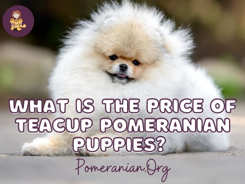 Micro teacup best sale pomeranian price