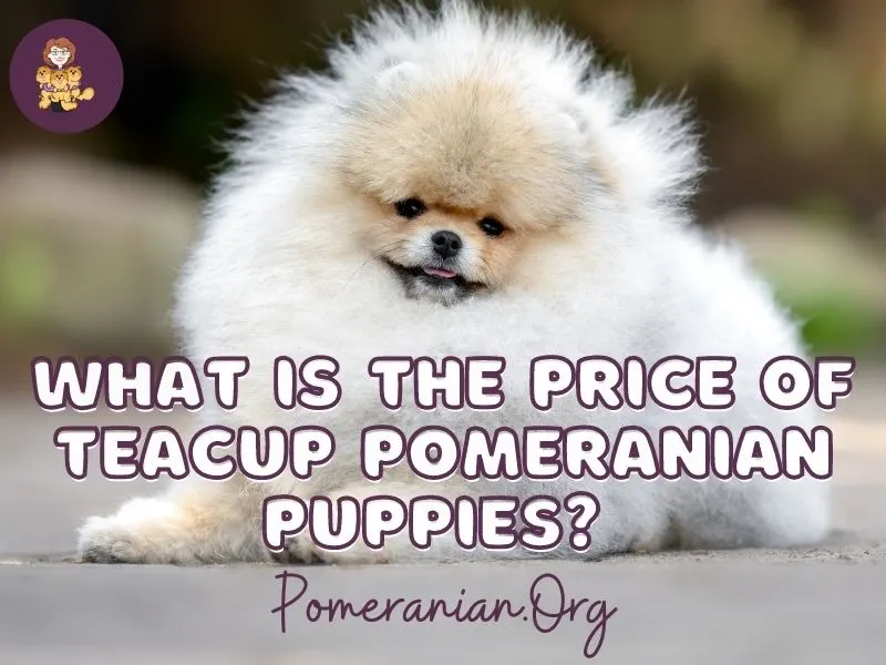 What is the Price of Teacup Pomeranian Puppies?