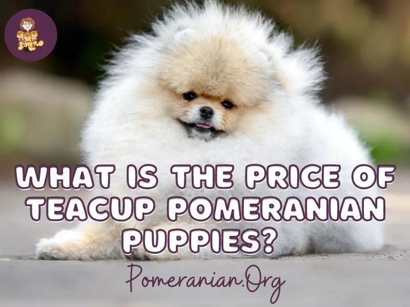 how much do teddy bear pomeranians cost