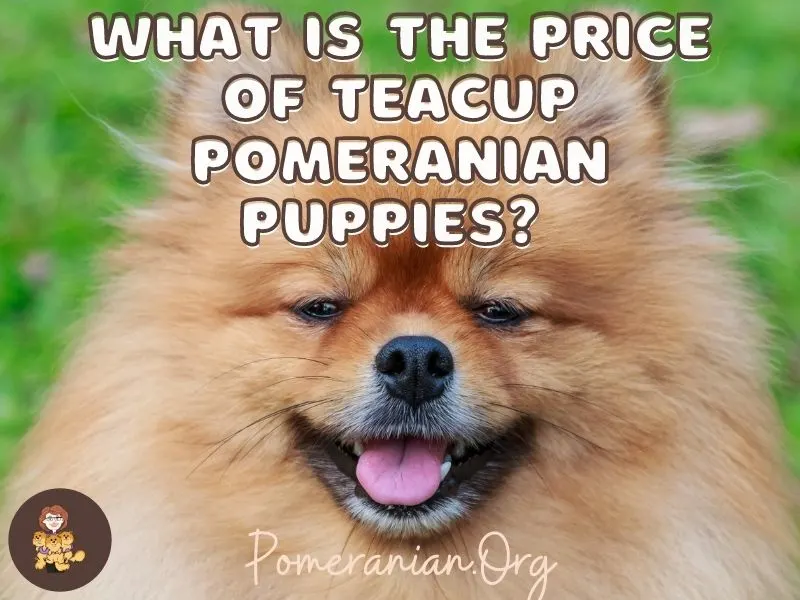 Price of Teacup Pomeranian
