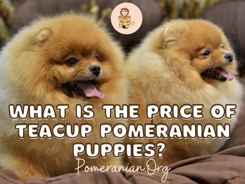 how much is a mini pomeranian