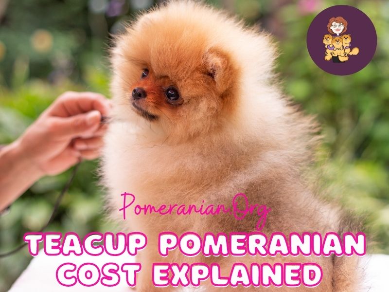 Toy pomeranian sale price