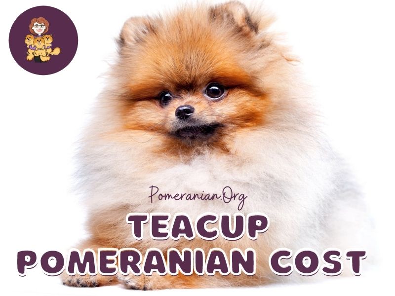 teddy bear teacup pomeranian price